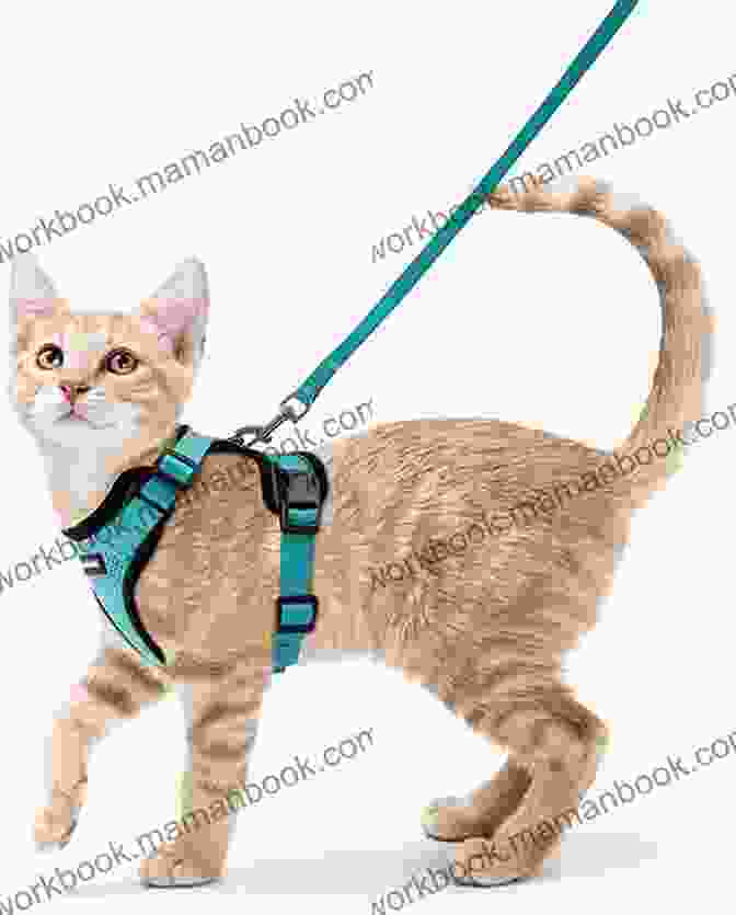 A Cat Wearing A Harness And Leash Sitting In A Car. The 30 000 Mile Cat: Travels Across America