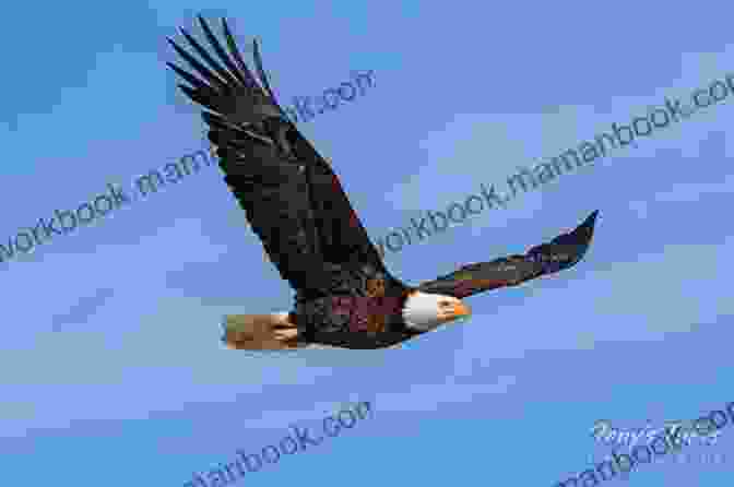 A Majestic Bald Eagle In Flight, Its Wings Outstretched Against A Clear Blue Sky. HAIKUS ON BALD EAGLES Susan Merritt