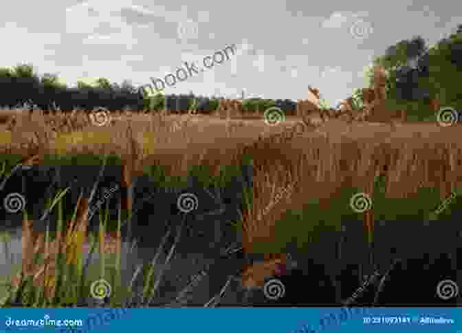 A Sprawling Marsh At Low Tide, Its Tall Grasses Swaying Gently In The Breeze Low Tide (The Forgotten Coast Florida Suspense 1)