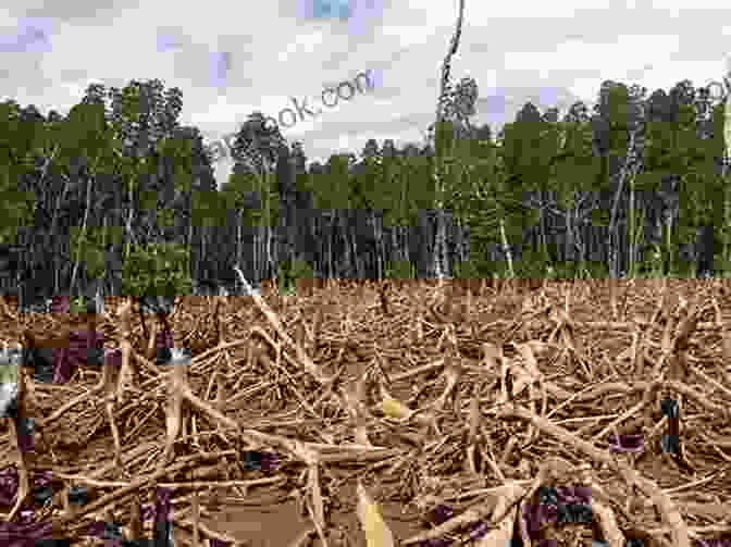 Image Of A Deforested Area, Showing The Loss Of Trees And Habitat Protecting Your Child S Health: Expert Answers To Urgent Environmental Questions